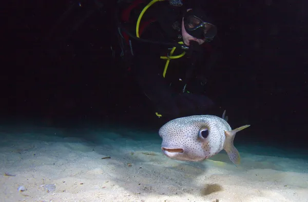 Pufferfish with diver during night dive, Cuba — Stock Photo, Image