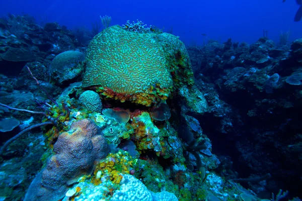 Coral cerebral (Faviidae) perto de Cayo Largo, Cuba — Fotografia de Stock