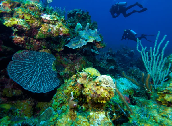 Barriera colorata e gruppo di subacquei, Cayo Largo, Cuba — Foto Stock