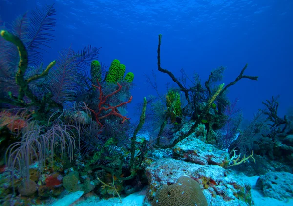 Korallrev nära cayo largo, Kuba — Stockfoto