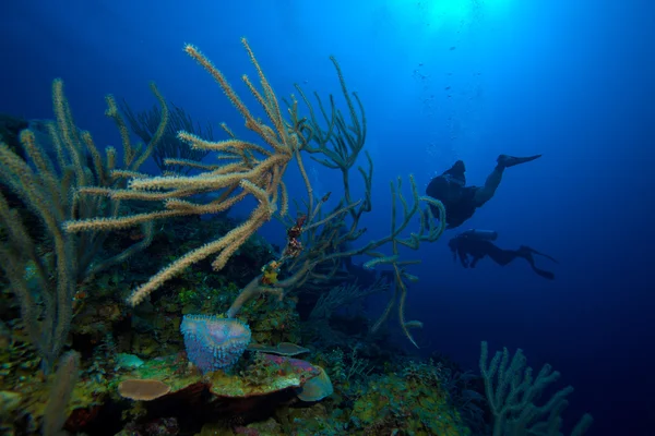 Μαλακά κοράλλια κοντά cayo largo, Κούβα — Φωτογραφία Αρχείου