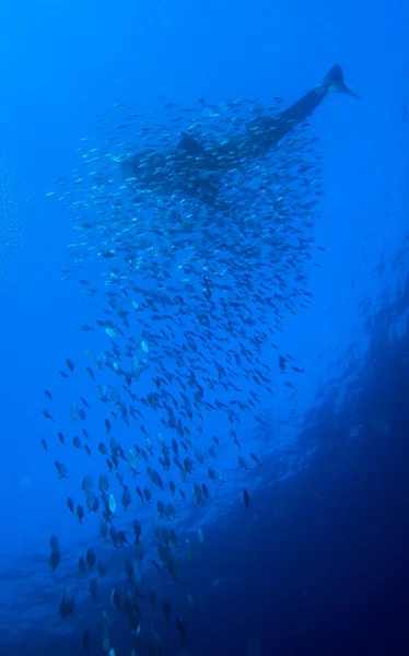 Whale shark with school of fishes, Cayo Largo, Cuba — Stock Photo, Image