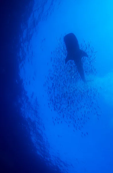Tubarão-baleia com escola de peixes, Cayo Largo, Cuba — Fotografia de Stock