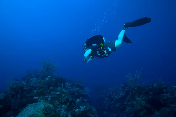 Scuba diver, swimmnig down, Cuba — Stock Photo, Image