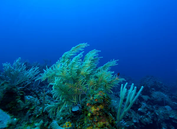 Měkké korály nedaleko cayo largo, Kuba — Stock fotografie