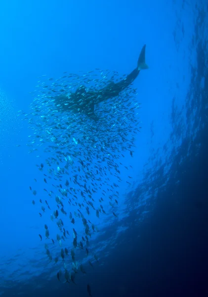 Whale shark with school of fishes, Cayo Largo, Cuba — Stock Photo, Image