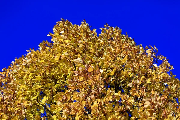 秋季黄金树叶背景 — 图库照片