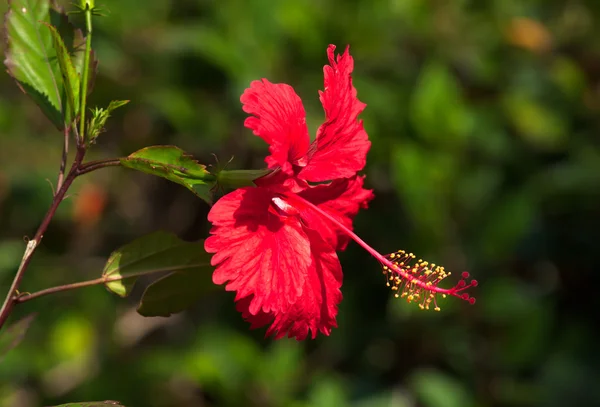 Red hibiscus flower in park of old Havana, Cuba — Stock Photo, Image
