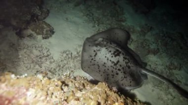 gece dalışı, Maldivler sırasında başlıdırlar tarihimin ray (taeniura meyeni)