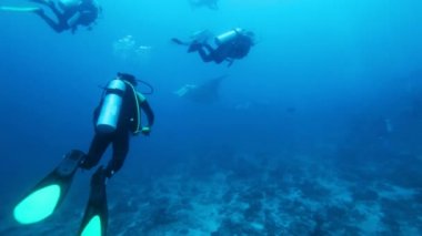 dalgıçlar mantas Maldivler ari atoll manta noktasında buluşalım