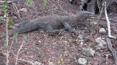 Komodo dragon (Varanus komodoensis), Rinca Adası, Endonezya