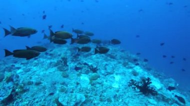 Okul Doubletooth soldierfishes (Myripristis hexagona)