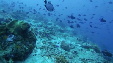 Kırmızı dişli triggerfishes (odonus niger), göç Maldivler