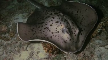 gece dalışı, Maldivler sırasında başlıdırlar tarihimin ray (taeniura meyeni)