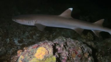 Geceleri, Maldivler whitetip resif köpekbalığı (triaenodon obesus)