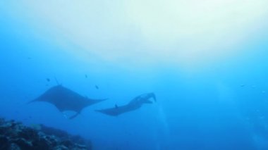 daireler, Maldivler Yüzme mantas (manta birostris)