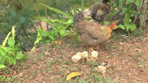 Famiglia di polli, Cuba — Video Stock