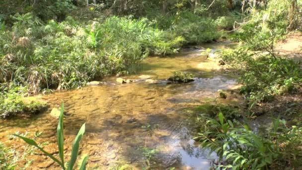 Small creek in Topes de Collantes, Cuba — Stock Video