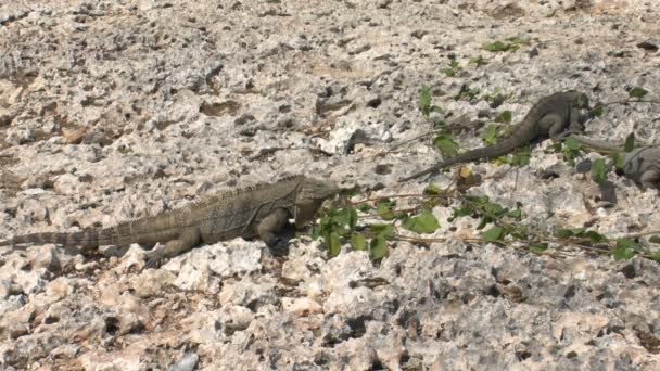 Kubanischer Felsenleguan (Cyclura nubila) in freier Wildbahn, cayo largo — Stockvideo