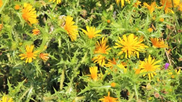 Background with thornes and yellow flowers, Corfu, Greece — Stock Video