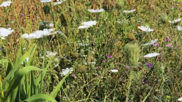 Arrière-plan avec différents champs d'herbe, Corfou, Grèce — Video