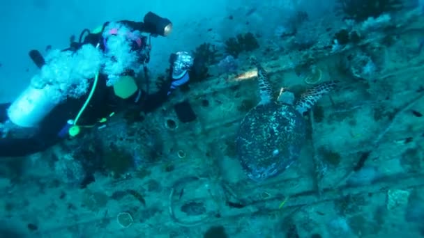 潜水员和玳瑁龟在沉船，马尔代夫 — 图库视频影像
