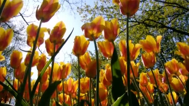 Des tulipes en mouvement dans le célèbre jardin Kekenhof, Pays-Bas — Video