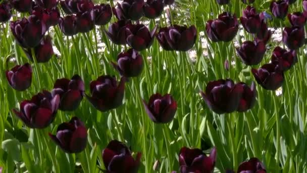 Des tulipes en mouvement dans le célèbre jardin Kekenhof, Pays-Bas — Video