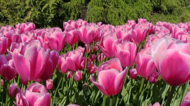 Des tulipes en mouvement dans le célèbre jardin Kekenhof, Pays-Bas — Video