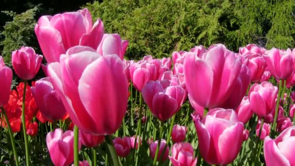 Tulipanes en movimiento en el famoso jardín Kekenhof, Países Bajos — Vídeo de stock