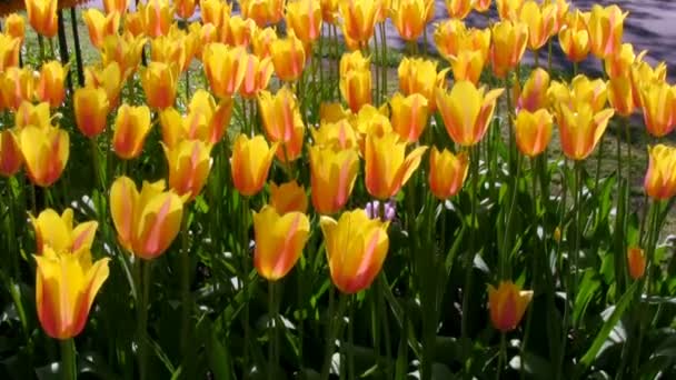 Des tulipes en mouvement dans le célèbre jardin Kekenhof, Pays-Bas — Video