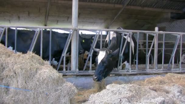 Kühe auf Bauernhof essen — Stockvideo