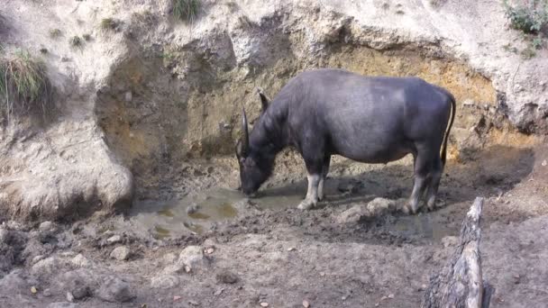 Taureau d'eau, île de Rinca, parc Komodo, Indonésie 