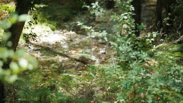 Forest spring in Trodos mountains, Cyprus — Stock Video