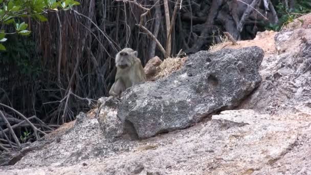 Macaco de cola larga (Macaca fascicularis), isla de Rinca, parque Komodo, Indonesia — Vídeo de stock