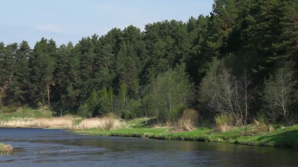 Řeka a borovicemi na jaře, yaroslavl region, Rusko — Stock video