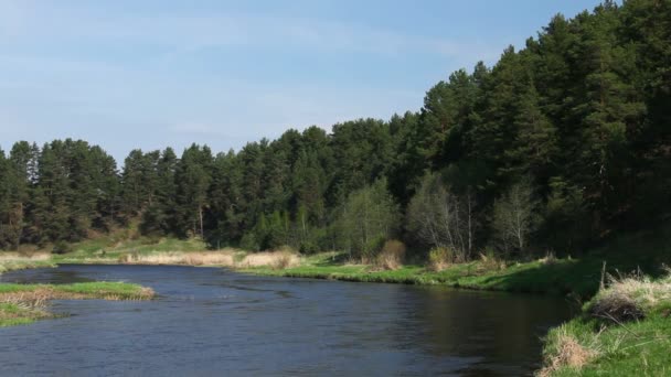 Folyó és a fenyőfák a tavaszi, Yaroslavl region, Oroszország — Stock videók