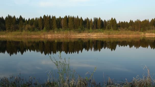 Spiegel van kalm water en pijnboom bos, Jaroslavl regio, Rusland — Stockvideo