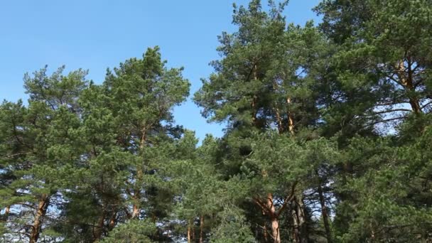 Перемещение больших сосен, Ярославская область, Россия — стоковое видео