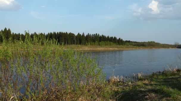 Barrskog och floden på våren, Ryssland. — Stockvideo