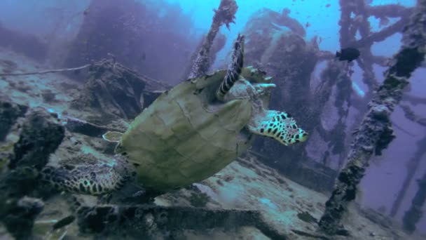 Die Falkenschildkröte (eretmochelys imbricata) auf dem Schiffswrack — Stockvideo