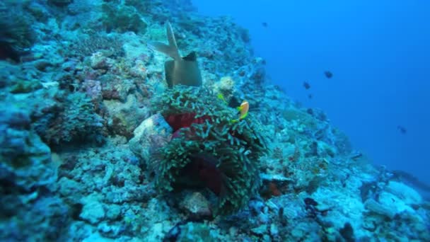Maldive anemonfish (Amphiprion nigripes) in a sea anemone — стоковое видео