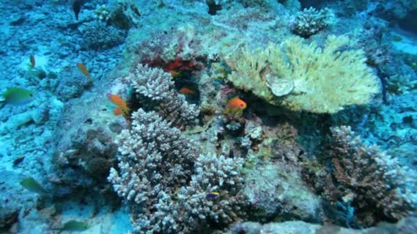 Scalefin anthias ou ouriços do mar (Pseudanthias squamipinnis ) — Vídeo de Stock