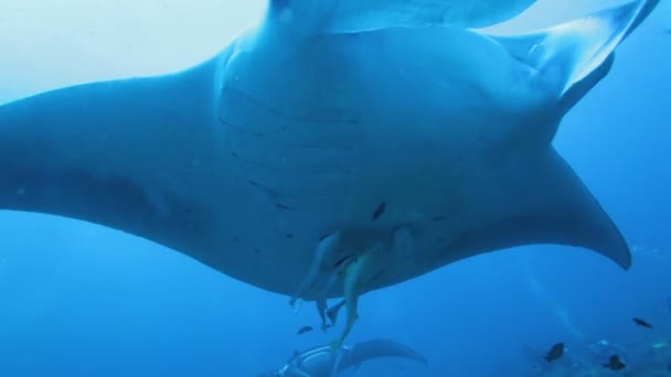 Close-up film van zwemmen grote manta — Stockvideo