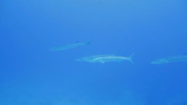 梭鱼（sphyraena barrakuda），马尔代夫的学校 — 图库视频影像