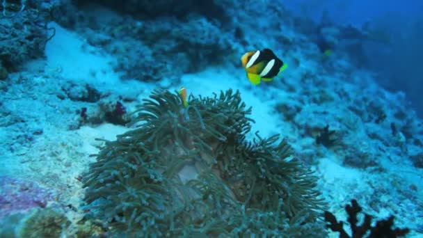 Ocellaris clownfisk (amphiprion ocellaris) i anemon, Maldiverna — Stockvideo
