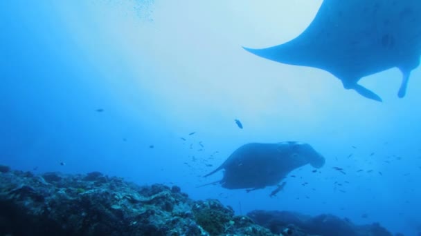 Mantas (Manta birostris) nageant ensemble, Maldives 