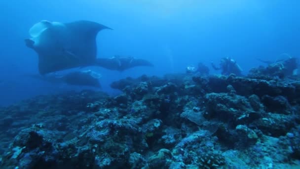 Vele mantas op ari-atol manta punt met divers — Stockvideo