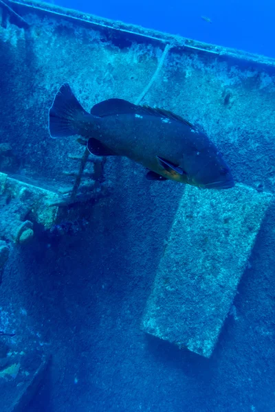 Zenobia ship wreck near Paphos, Cyprus — Zdjęcie stockowe