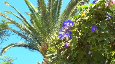 arka alan gündüzsefası (convolvulus arvensis), mavi çiçekli Girit